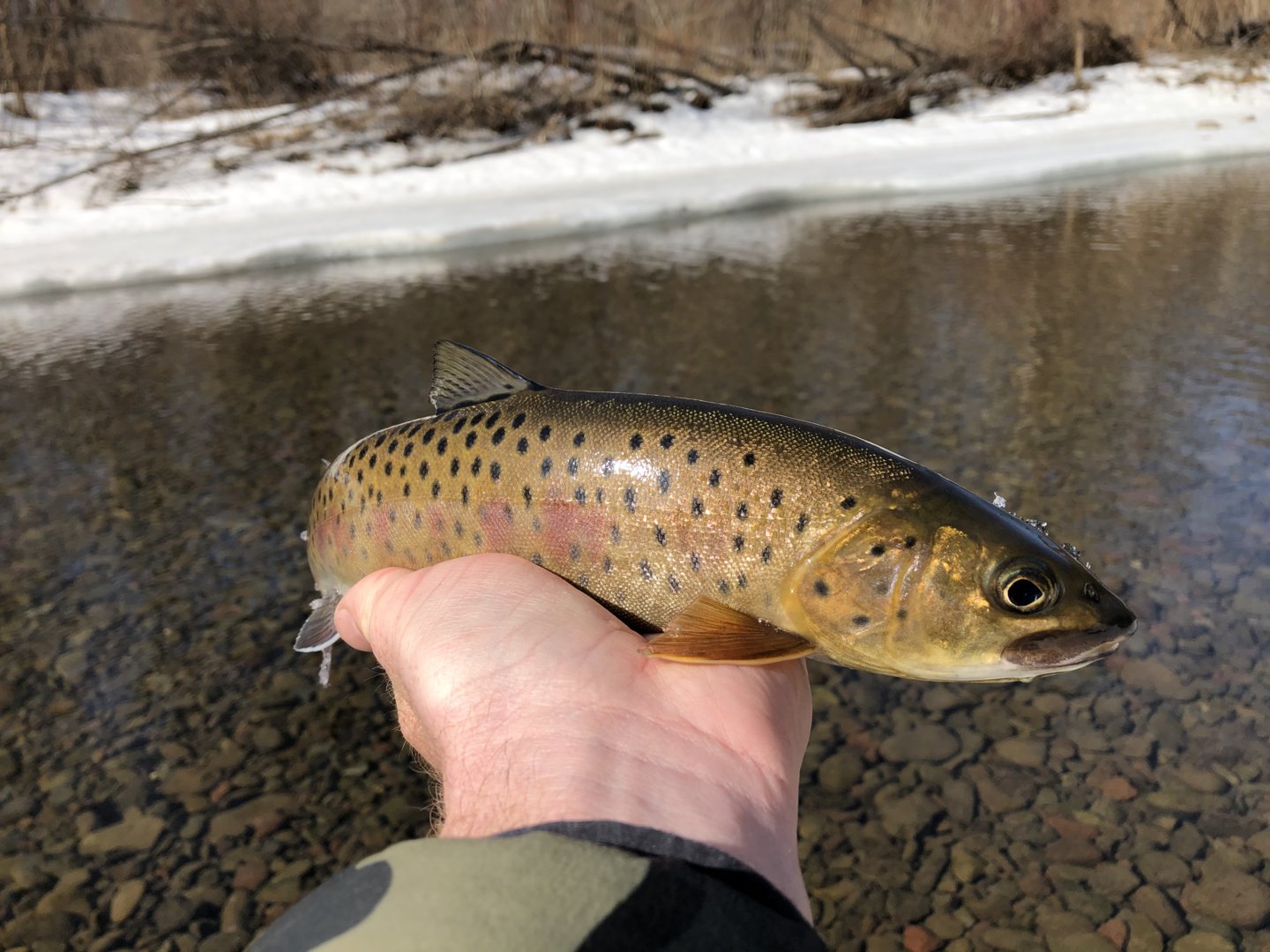 23C53276-56CF-4D99-977C-192B1D579761.jpeg