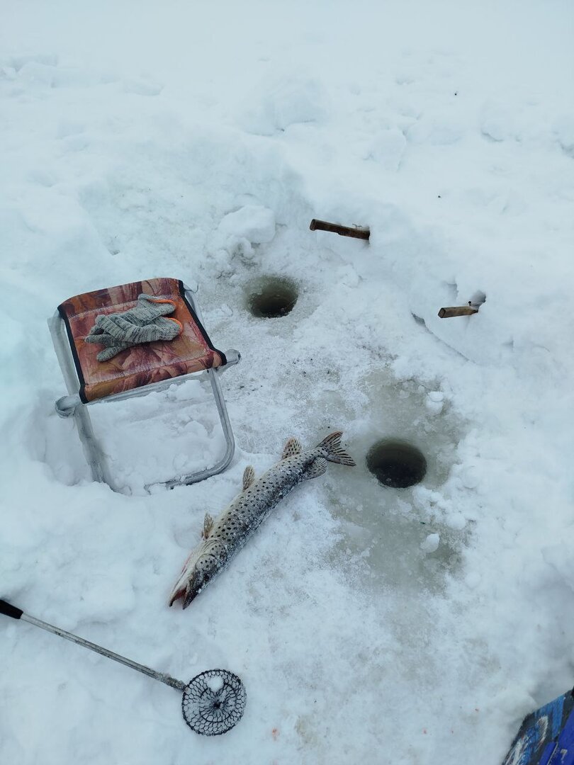 31.01.2026 на светлом.jpg