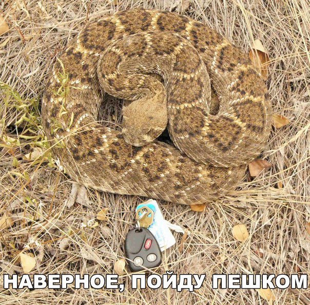 42555555142314.jpg