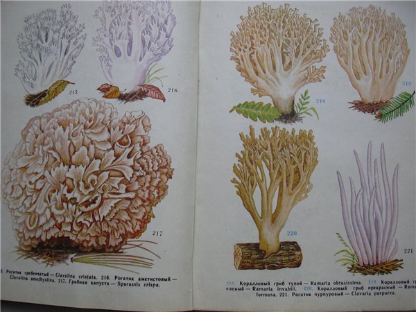 Съедобные Оленьи Рожки Фото