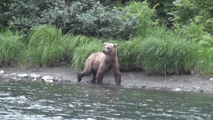47 Живая земля камчатка енин.jpg