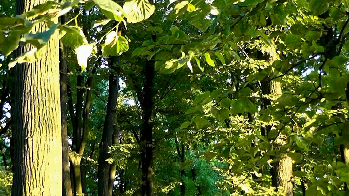 49 Прогулка по летнему саду Ничиков.jpg