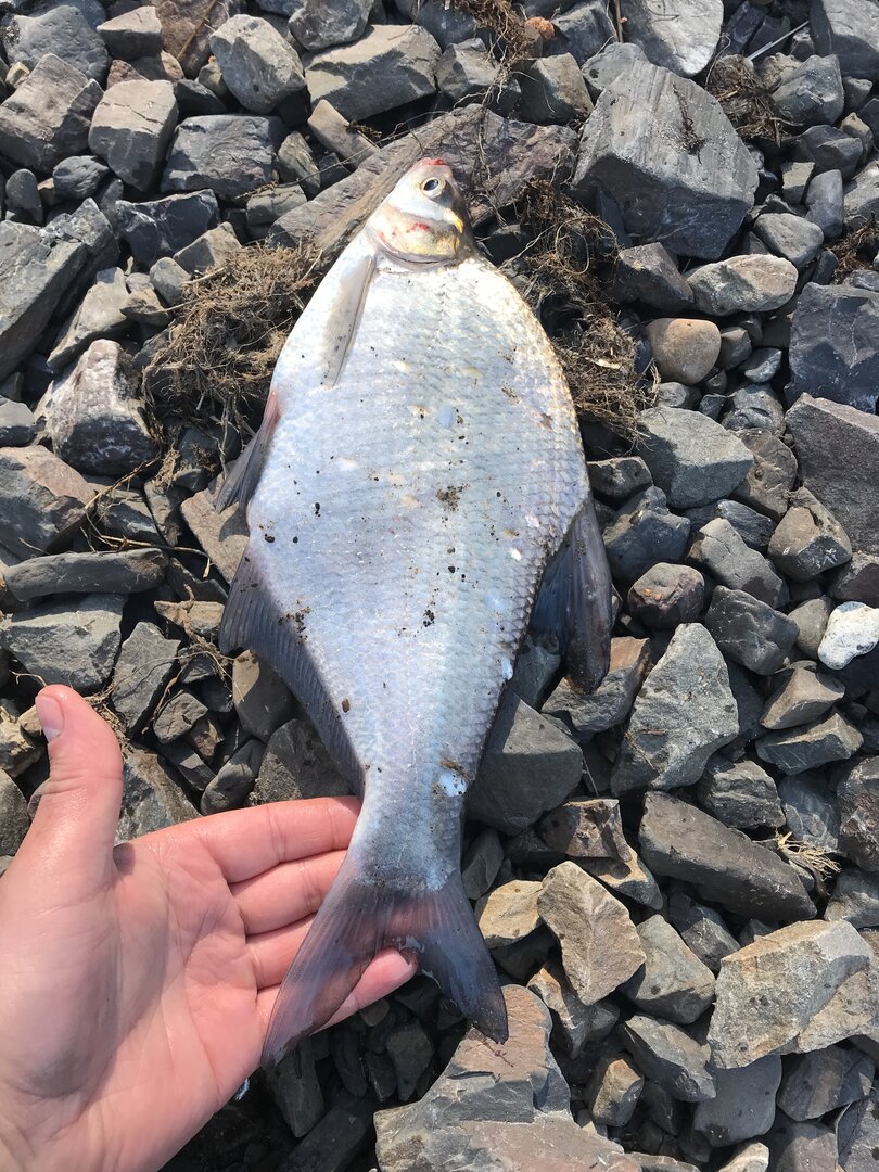 5079F2FB-54FD-4247-A1D9-DD1798E8FB62.jpeg 5079F2FB-54FD-4247-A1D9-DD1798E8FB62.jpeg