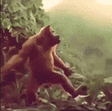 51.gif