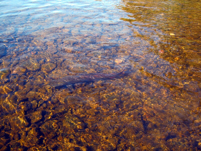 51.jpg