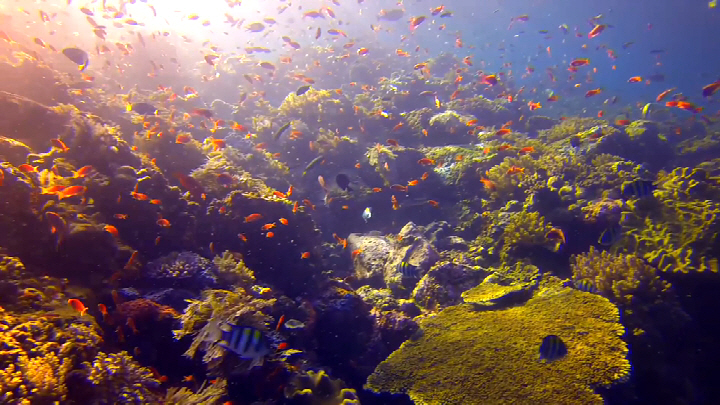 54 Комондо Бридня Алексей.jpg