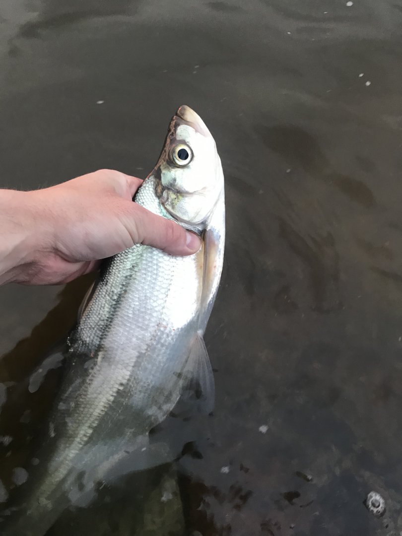 541EE07E-6309-4D41-AD59-C070FFEDB0D0.jpeg