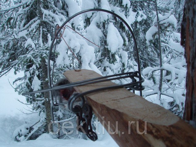 56092119_w800_h640_pb144839 (1).jpg