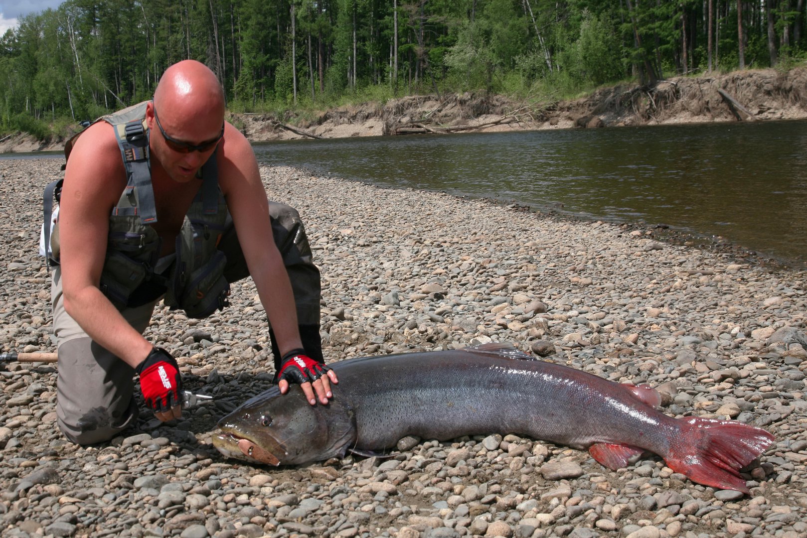 На какую приманку ловят тайменя На какую приманку ловят тайменя