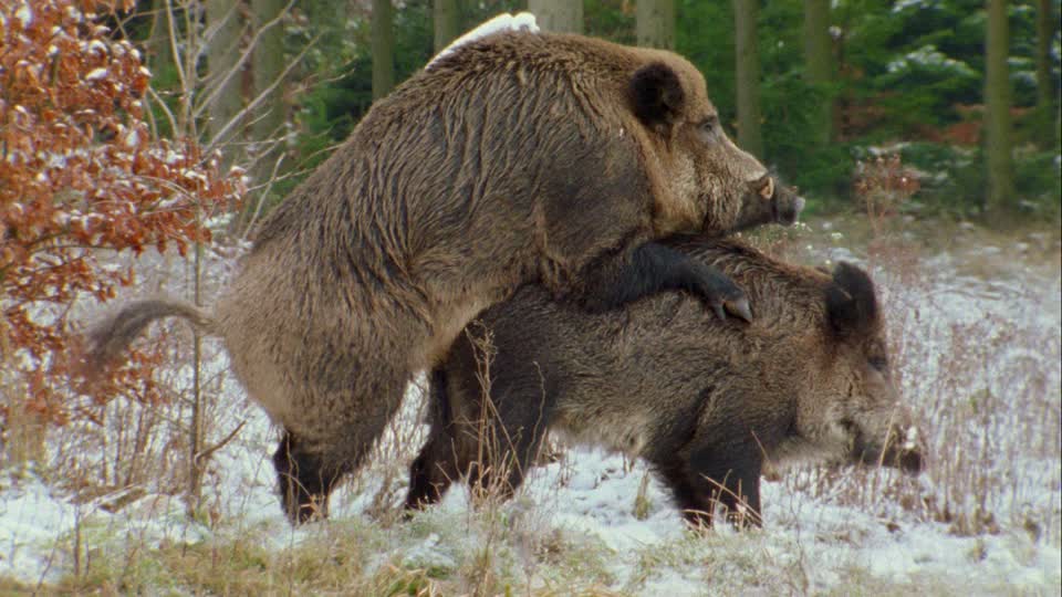 589037483-male-wild-boar-wharthog-mating-female-animal.jpg