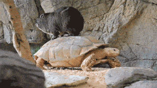 61c2b77d0ab301cd7e79b70deddc403da54d2cc547.gif