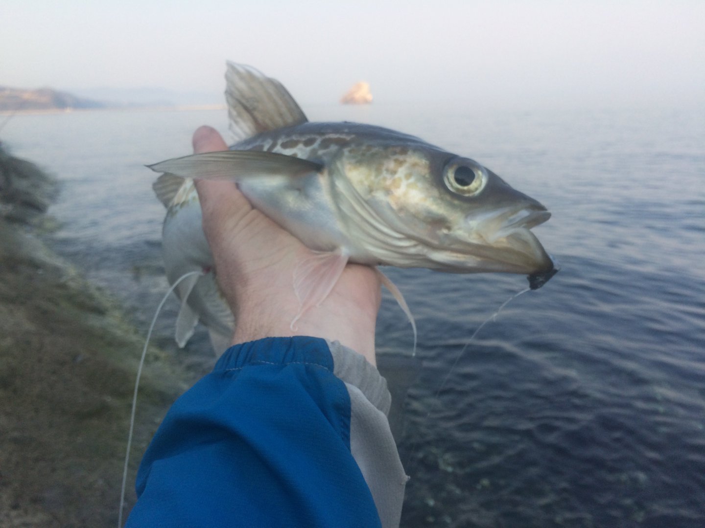 61F8EFB8-ECBA-4CE1-AE4A-14CAE7F03735.jpeg