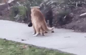 68D401CF-EE5D-448D-A0B6-7B81DAA07E78.gif