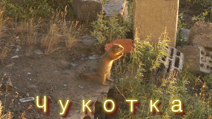 72 Чукотка Щеглова.jpg