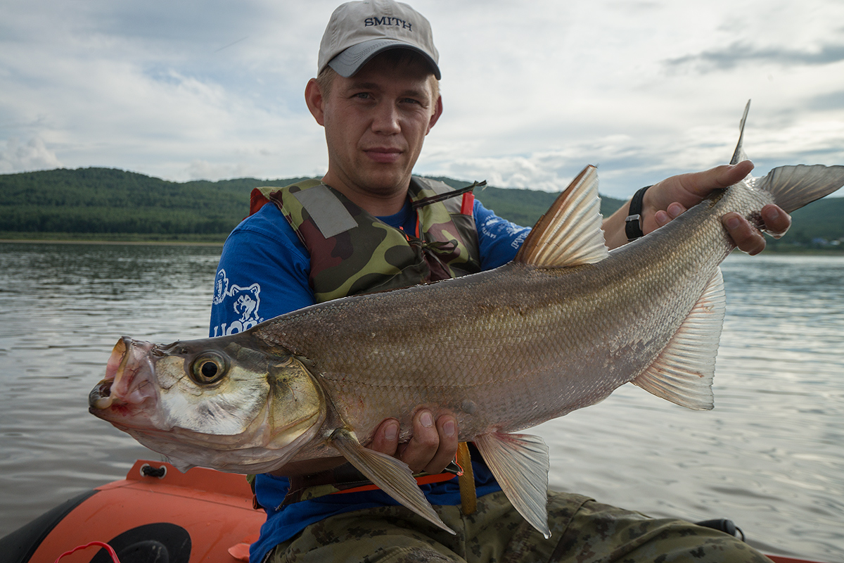 Верхогляд рыба фото и описание Верхогляд рыба фото и описание