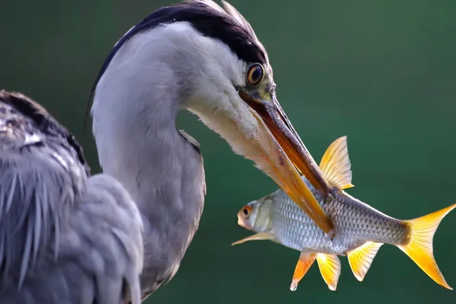 900dbdbc9797abd217df7ab6849d3648_ce_1920x1024x0x79_cropped_666x444.jpg