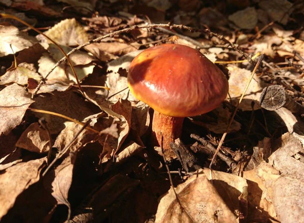 _20200924_183112.JPG