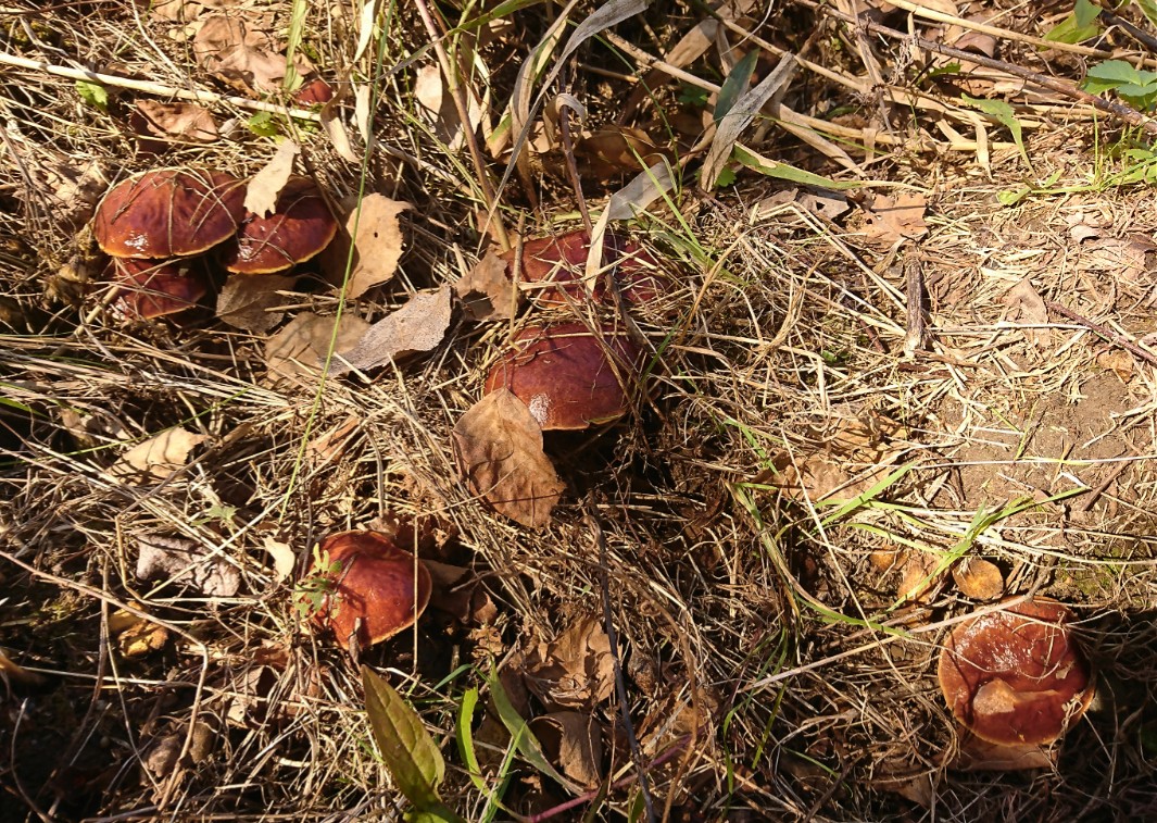 _20200924_183311.JPG
