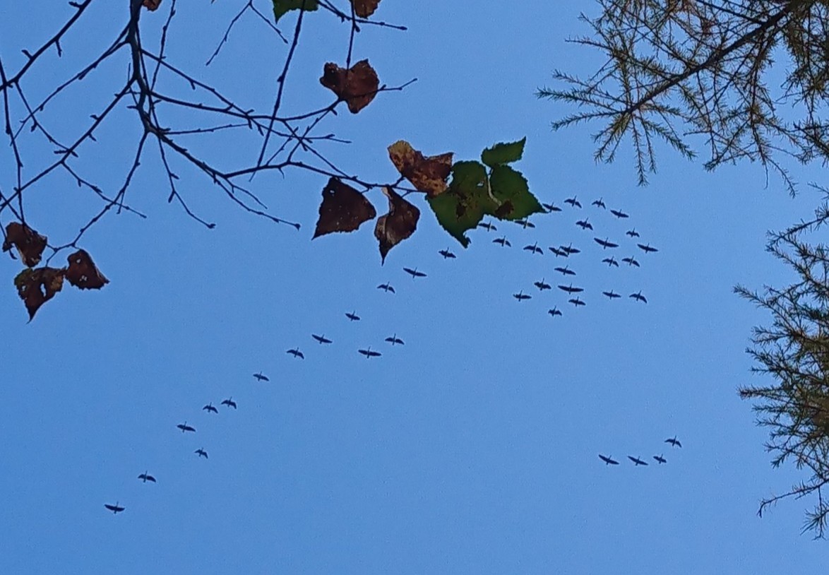 _20211006_171756.JPG