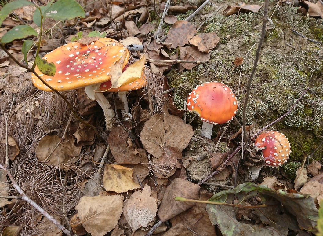 _20211006_172426.JPG