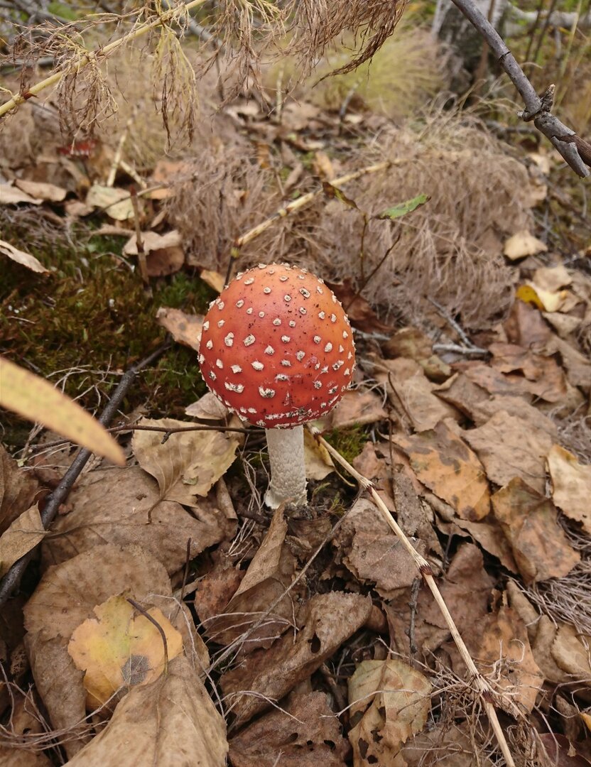 _20211006_172454.JPG