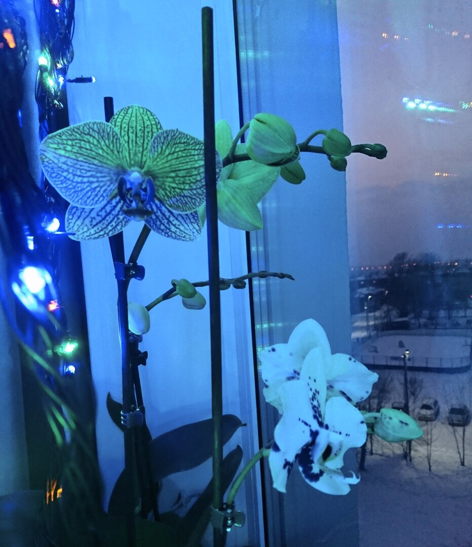 _20211212_115142.JPG