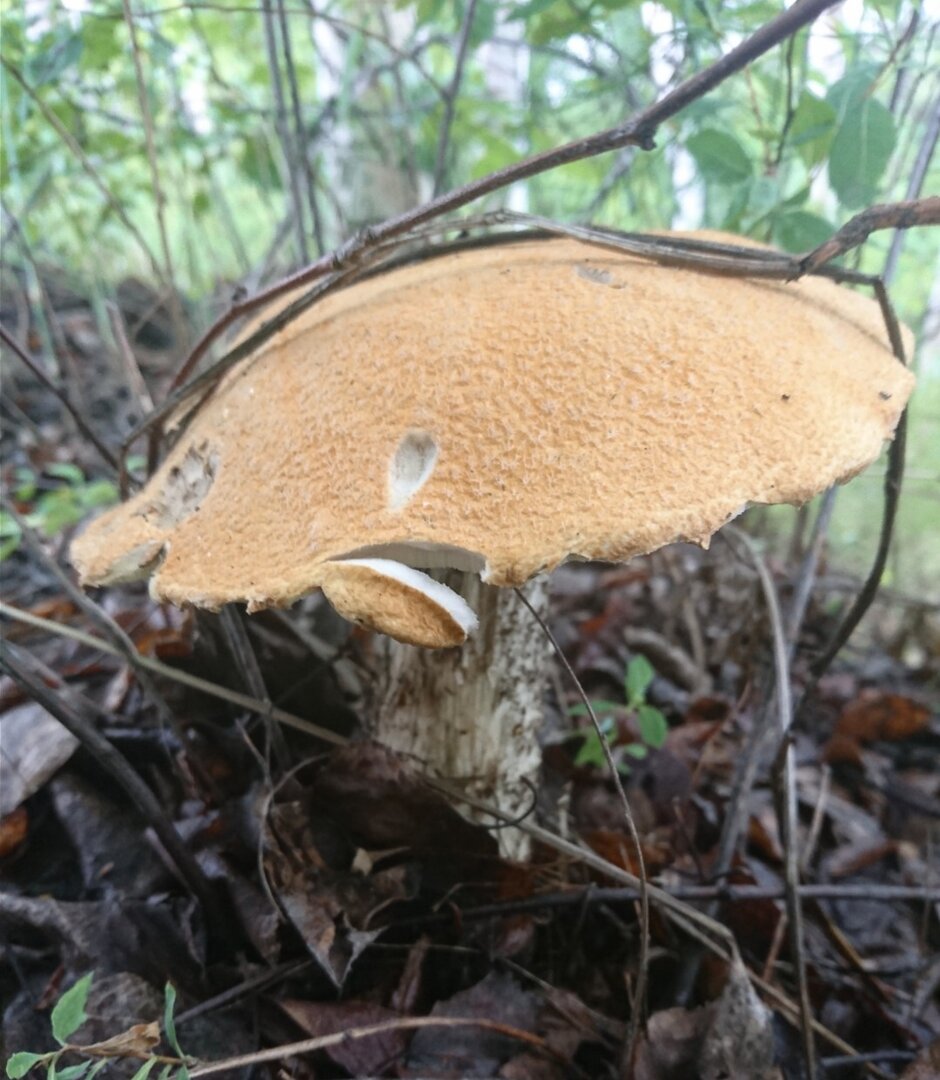 _20220626_111503.JPG