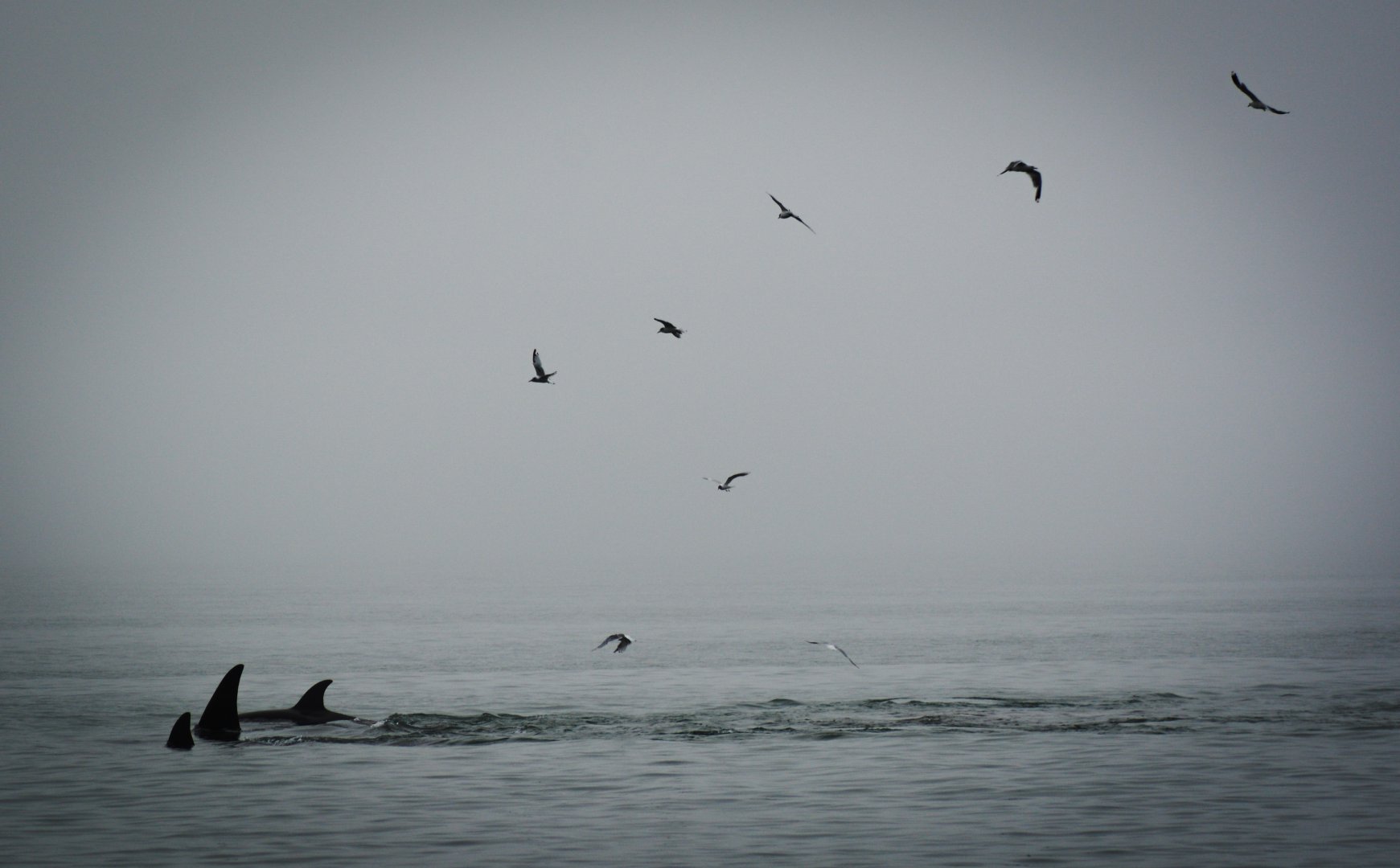 _BAT3907_edited.jpg