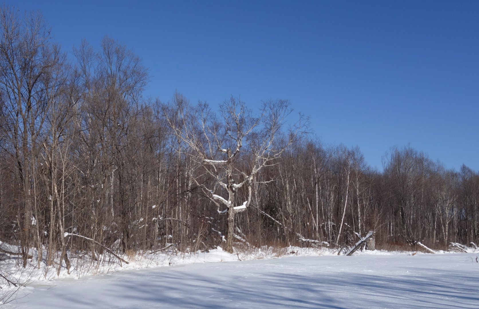 _DSC3438.JPG