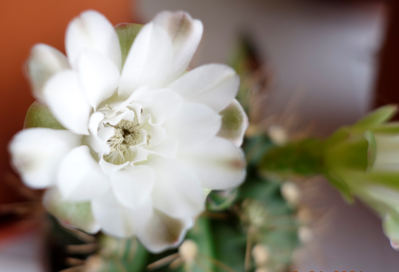 _DSC8160.JPG