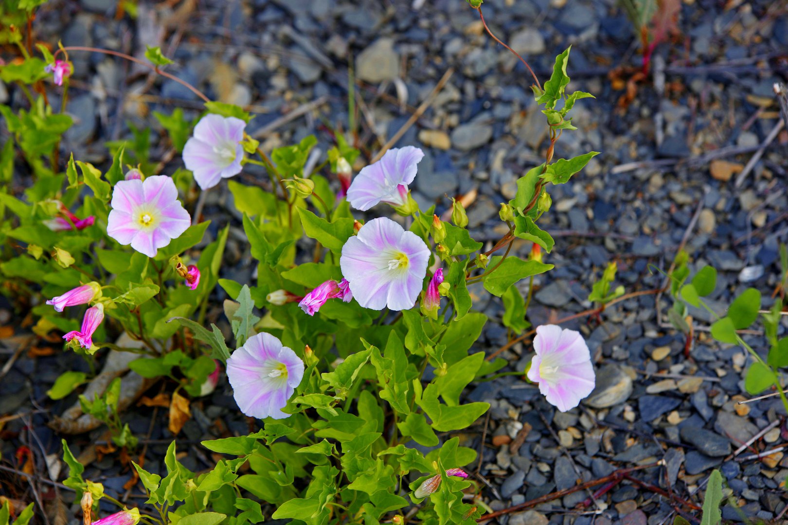 _MG_3255.jpg