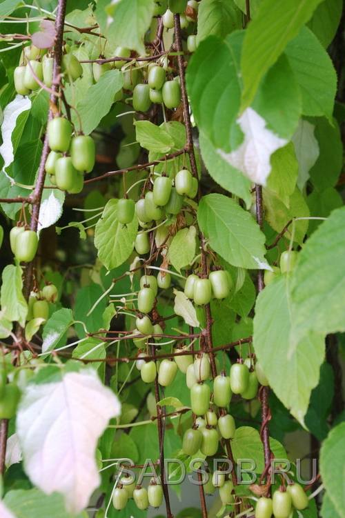 Actinidia_colomicta_6.JPG