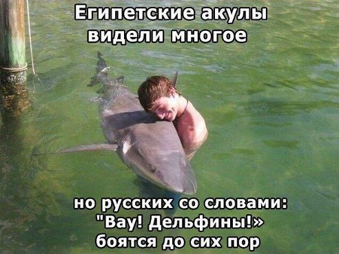 Акулы.jpg