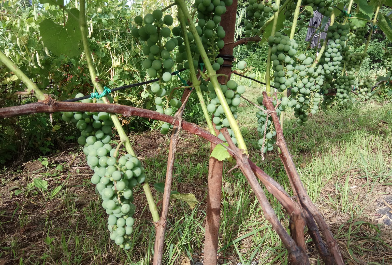 Альфа_10 авг_2.jpg