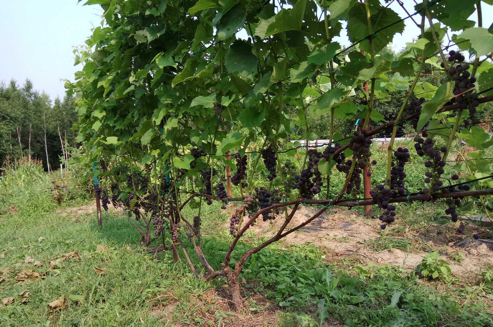 альфа_23 августа.jpg