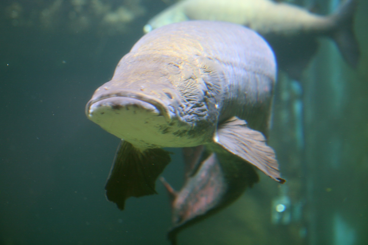Arapaima_(Arapaima_gigas)_5.jpg