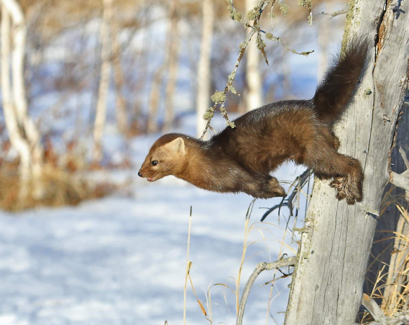 Артур Мурзаханов Ачинск.jpg