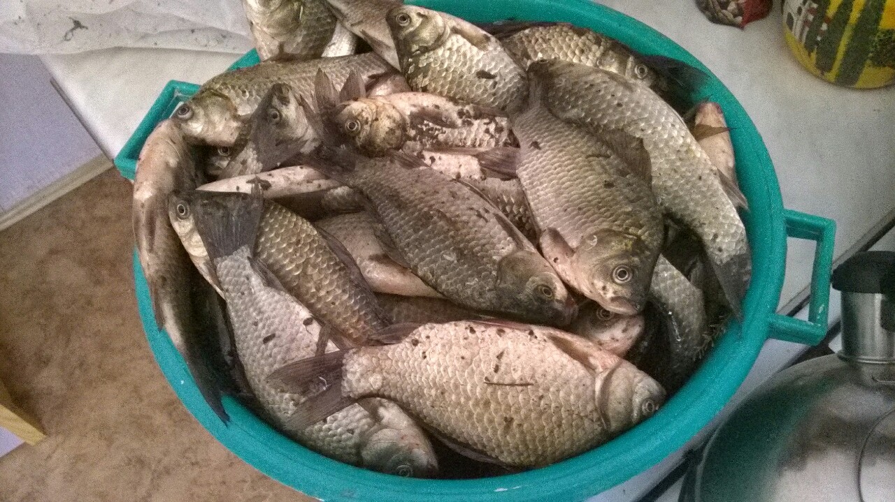 aviary_1422181744034.jpg