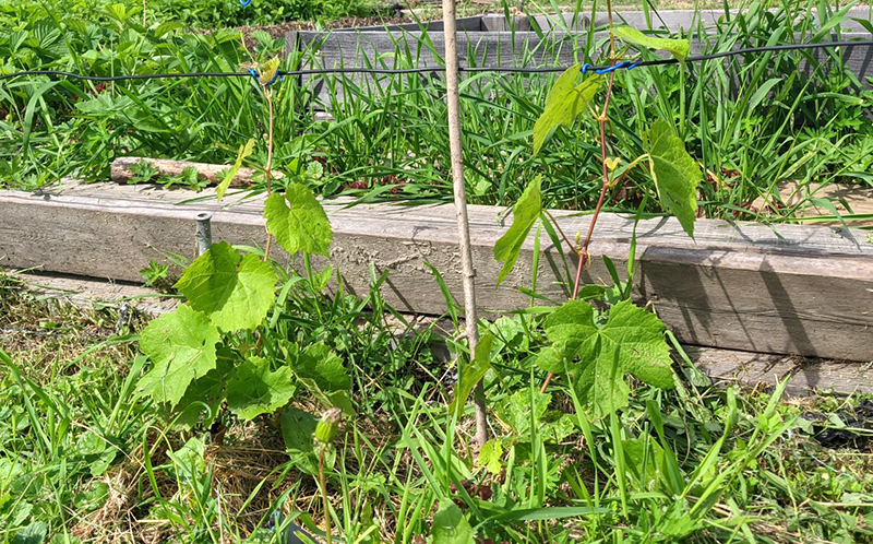 Азос кишмиш.jpg