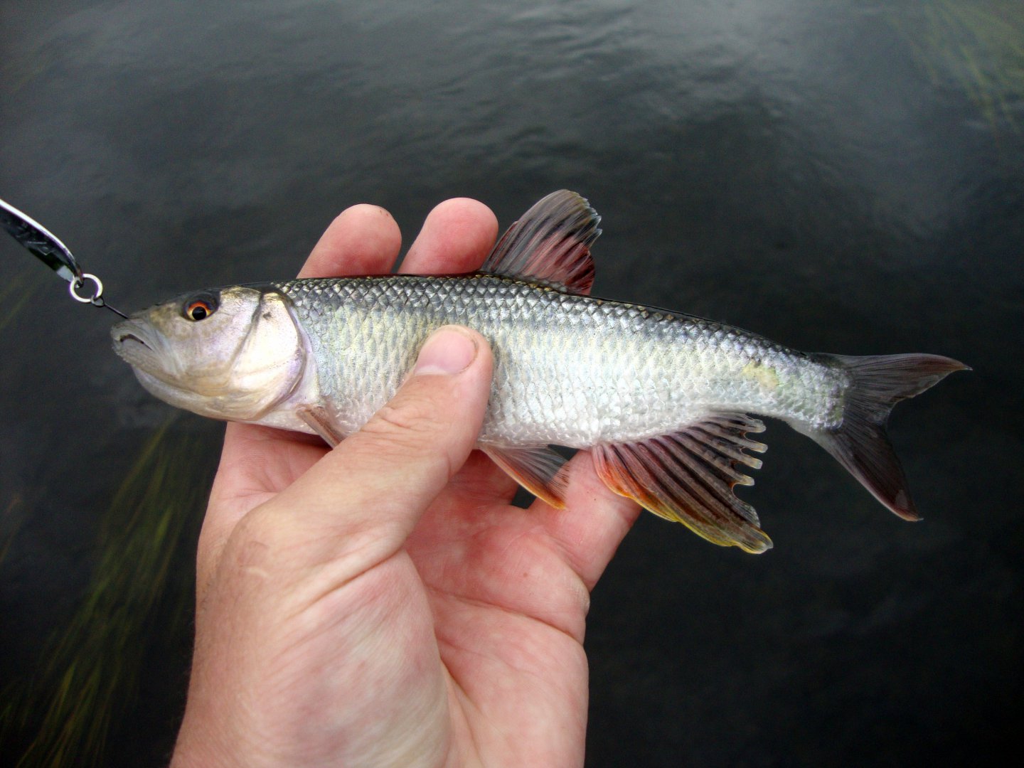 ����� ���� ����