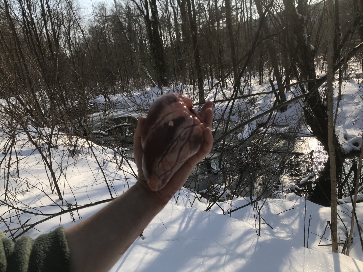 B8C80659-604E-4358-94AA-54387743D136.jpeg