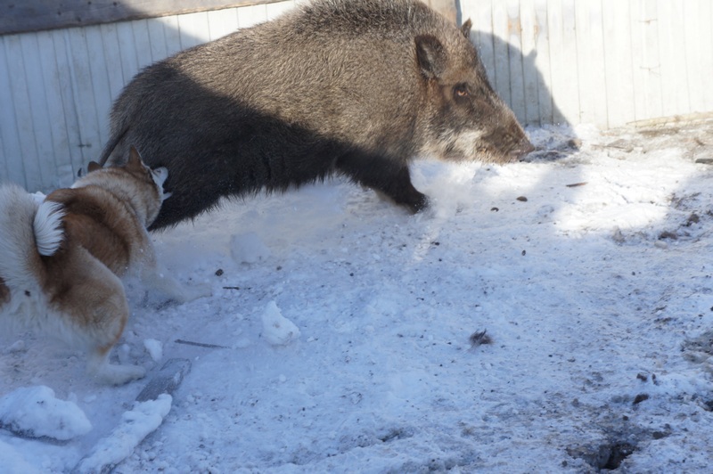 Барин против Суеты 030.jpg