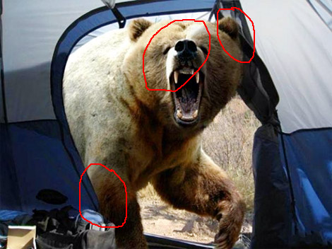 bear1.jpg