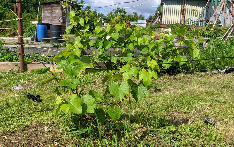 Бел Жемчуг.jpg