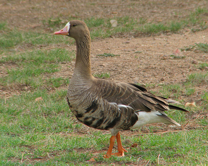 belolobyy-gus foto 6 (onbird.ru).jpg