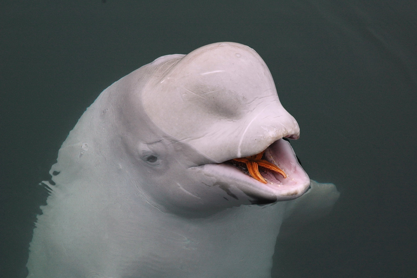 Лоб дельфина. Афалина альбинос. Дельфин Белуха.