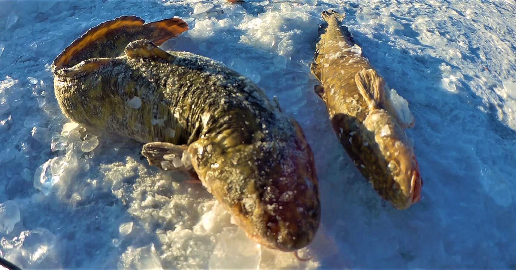 Рыбалка на амуре видео. Налим в Амуре. Налим зимой. Крупный налим. Крупный налим зимой.