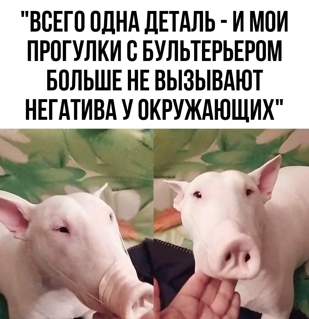 Буль.jpg