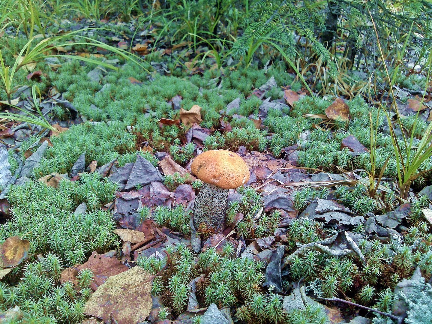 CAM00989.jpg