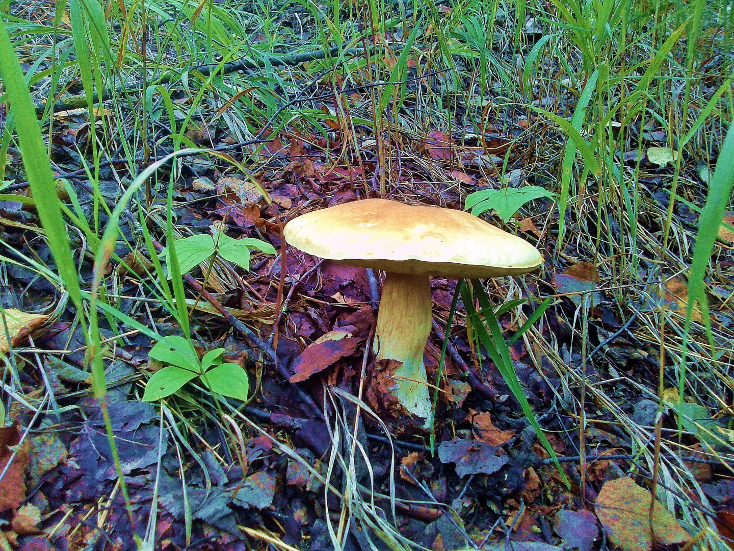 CAM00990.jpg